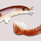 Loach Lokmiddel 46 Sectie Zachte Aas